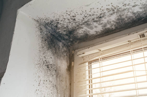 Trusted Crawl Space Mold Removal service in Park Ridge, NJ - Cheap Mold Removal