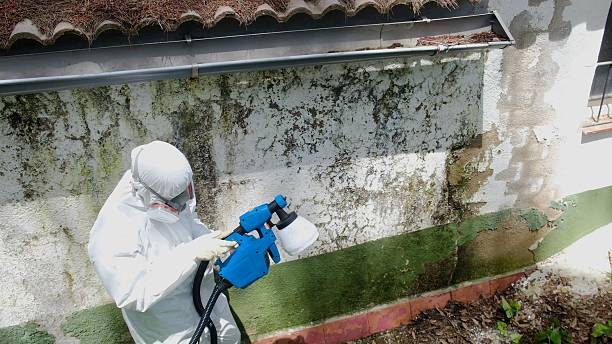 Trusted Attic Mold Removal service in Park Ridge, NJ - Cheap Mold Removal